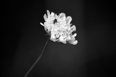 Close-up of flower blooming against black background