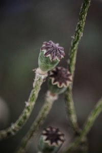 Close-up of flowering plant