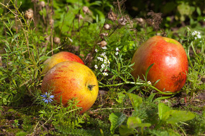 Close-up of apple on field