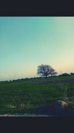 Scenic view of field against clear sky