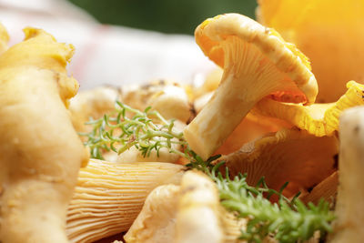 Close-up of mushrooms growing in plate