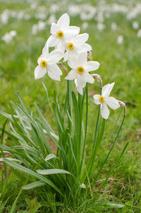 Close-up of white flowering plants on field