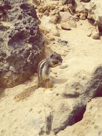 High angle view of lizard on rock