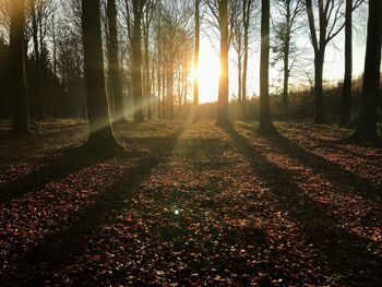 Sunlight streaming through trees in forest during sunset