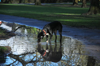 Reflection of dog drinking water in lake