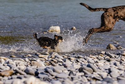 High angle view of dog in water