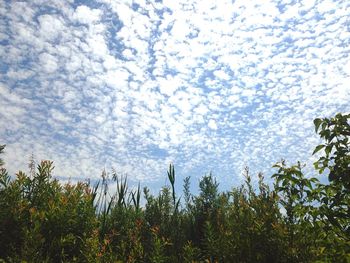 Scenic view of trees against sky