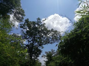 Low angle view of trees against sky