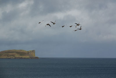 Birds flying over sea against sky