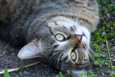 Close-up portrait of cat