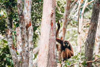 Monkey sitting on tree trunk