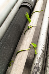 High angle view of green plant on wood