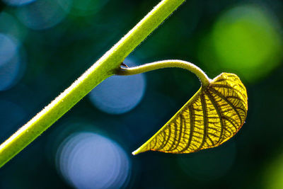 Close-up of plant