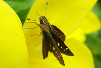 Close-up of insect on yellow leaf