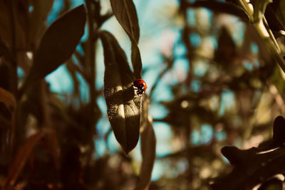 Close-up of ladybug on plant
