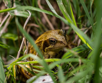 Close-up of lizard on grass
