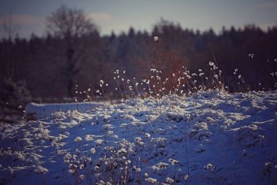 Frozen plants on field against sky