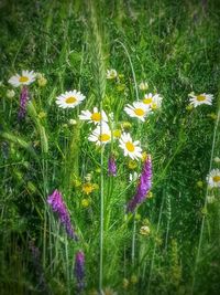 Yellow flowers blooming in field