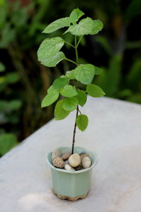 Close-up of fruits on plant