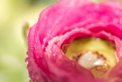 Close-up of pink rose