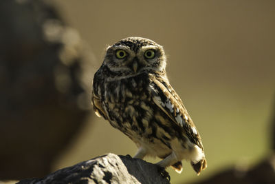 Close-up of owl perching on rock