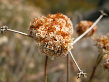 Close-up of wilted flowers