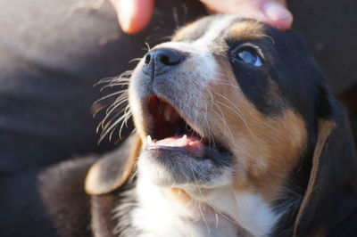 Close-up of dog