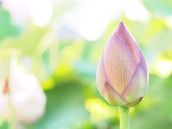 Close-up of flower bud