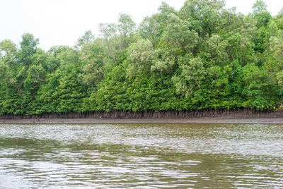 Scenic view of lake in forest against sky