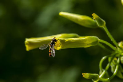 S mimic fly pollinating a yellow flower