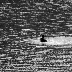 Silhouette man swimming in sea