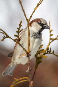 Close-up of bird perching on branch