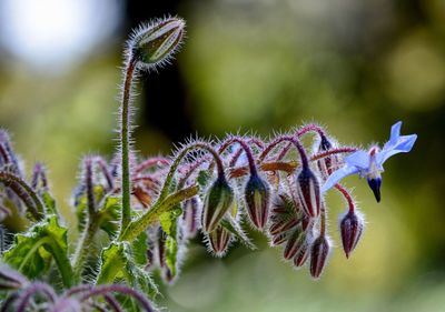 Close-up of insect on plant