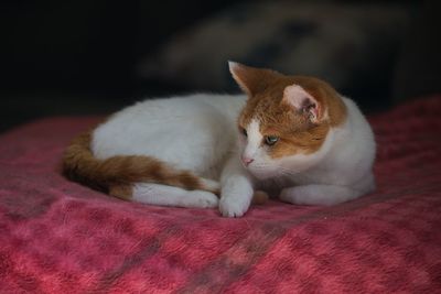 Gold and white tabby cat