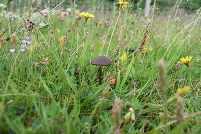 Wild mushroom growing on grassy field