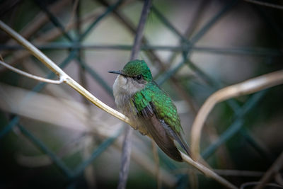 Close-up of bird perching on branch