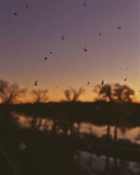 Flock of birds flying over the sky