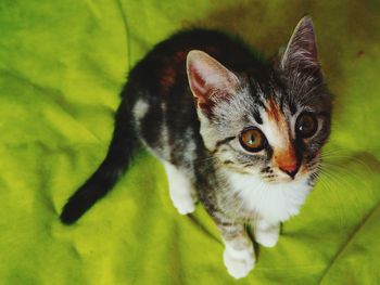 Portrait of cat on leaf