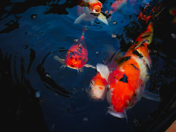 High angle view of koi carps swimming in lake