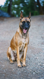 Belgian malinois playing in the woods