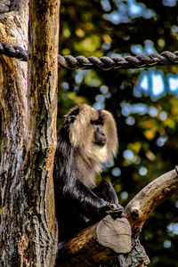 Monkey sitting on tree trunk