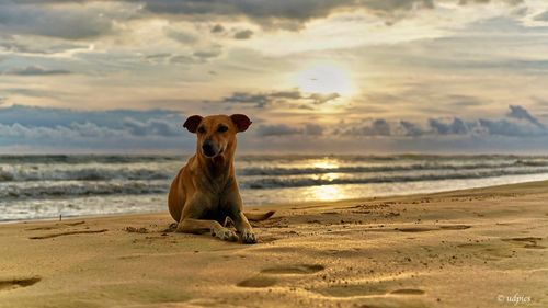 Portrait of dog on beach against sky during sunset