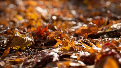 Close-up of fallen maple leaves on land