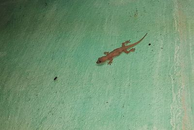 High angle view of lizard on wall