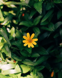 High angle view of yellow flowering plant