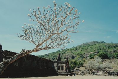 Tree against clear sky