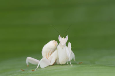 Close-up of insect on white flower