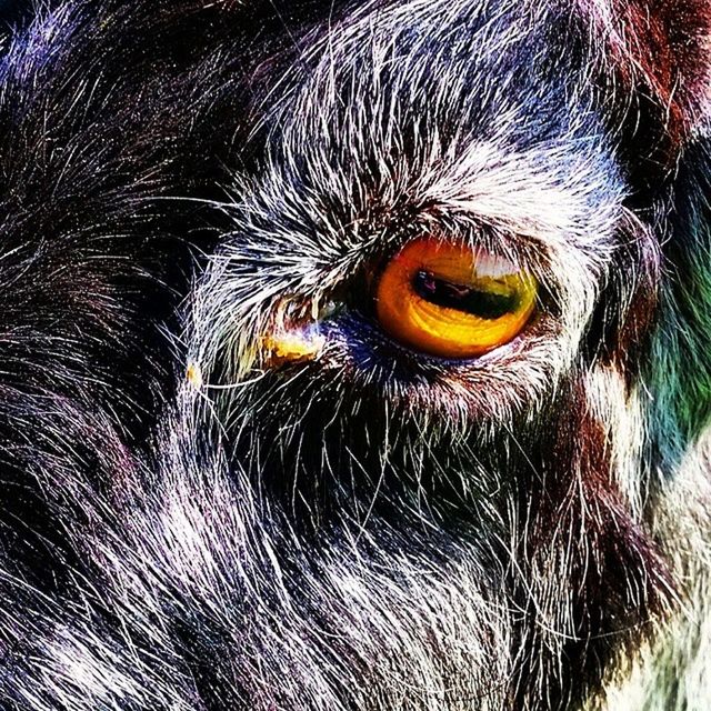 one animal, animal themes, pets, close-up, domestic animals, mammal, full frame, animal eye, animal body part, black color, animal head, backgrounds, animal hair, portrait, looking at camera, no people, dog, outdoors, wildlife, focus on foreground