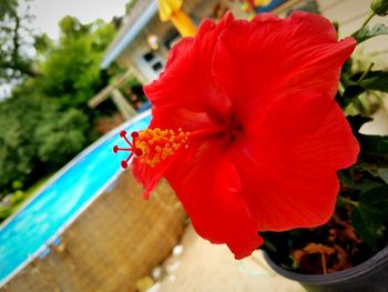 Close-up of red flower