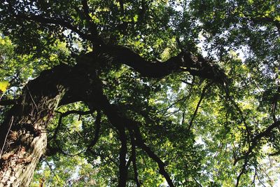 Low angle view of trees against sky